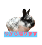 うさぎのめめちゃん（個別スタンプ：1）
