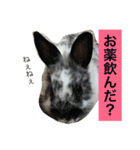 うさぎのめめちゃん（個別スタンプ：5）