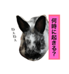 うさぎのめめちゃん（個別スタンプ：8）