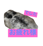 うさぎのめめちゃん（個別スタンプ：11）