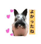 うさぎのめめちゃん（個別スタンプ：12）