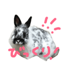 うさぎのめめちゃん（個別スタンプ：14）