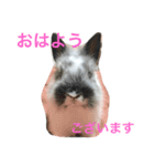 うさぎのめめちゃん（個別スタンプ：15）