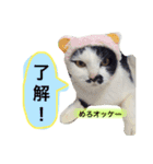 めろスタンプ（個別スタンプ：1）