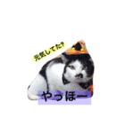 めろスタンプ（個別スタンプ：2）