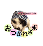 めろスタンプ（個別スタンプ：4）