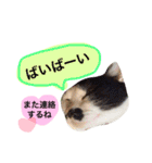 めろスタンプ（個別スタンプ：5）