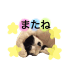 めろスタンプ（個別スタンプ：8）