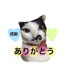 めろスタンプ（個別スタンプ：9）