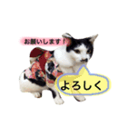 めろスタンプ（個別スタンプ：10）