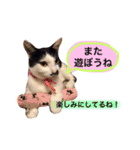 めろスタンプ（個別スタンプ：12）
