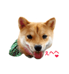 柴犬 ポコちゃん（個別スタンプ：1）