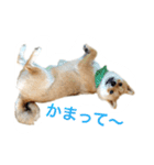 柴犬 ポコちゃん（個別スタンプ：4）