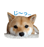 柴犬 ポコちゃん（個別スタンプ：8）