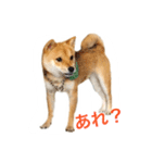 柴犬 ポコちゃん（個別スタンプ：9）