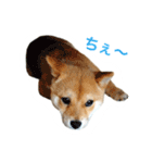 柴犬 ポコちゃん（個別スタンプ：13）