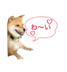 柴犬 ポコちゃん（個別スタンプ：15）
