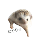 ハリネズミのコロ助。（個別スタンプ：1）