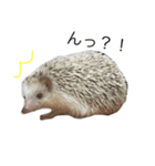 ハリネズミのコロ助。（個別スタンプ：2）