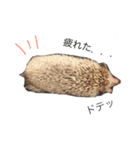 ハリネズミのコロ助。（個別スタンプ：3）