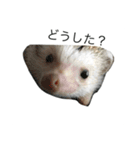 ハリネズミのコロ助。（個別スタンプ：4）