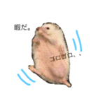 ハリネズミのコロ助。（個別スタンプ：7）