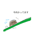 ハリネズミのコロ助。（個別スタンプ：10）