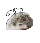 ハリネズミのコロ助。（個別スタンプ：12）