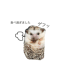 ハリネズミのコロ助。（個別スタンプ：13）