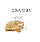ハリネズミのコロ助。（個別スタンプ：14）