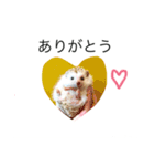 ハリネズミのコロ助。（個別スタンプ：15）