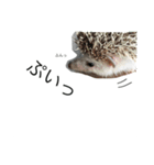 ハリネズミのコロ助。（個別スタンプ：16）