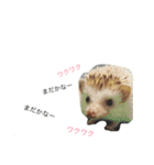 ハリネズミのコロ助。（個別スタンプ：19）