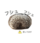 ハリネズミのコロ助。（個別スタンプ：20）