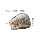 ハリネズミのコロ助。（個別スタンプ：21）