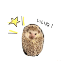 ハリネズミのコロ助。（個別スタンプ：22）