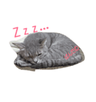 にゃこのぱんだ（個別スタンプ：1）