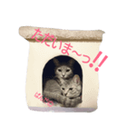 にゃこのぱんだ（個別スタンプ：4）