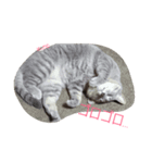 にゃこのぱんだ（個別スタンプ：7）