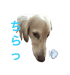 ターボ尽くしの毎日（個別スタンプ：17）