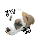Bobo my beloved dog（個別スタンプ：1）