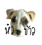 Bobo my beloved dog（個別スタンプ：2）