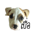 Bobo my beloved dog（個別スタンプ：3）