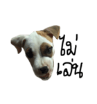 Bobo my beloved dog（個別スタンプ：4）