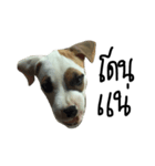 Bobo my beloved dog（個別スタンプ：5）