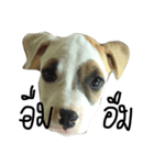 Bobo my beloved dog（個別スタンプ：6）