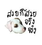 Bobo my beloved dog（個別スタンプ：7）