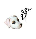 Bobo my beloved dog（個別スタンプ：8）