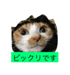 ビックリです（個別スタンプ：1）