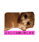 ビックリです（個別スタンプ：5）